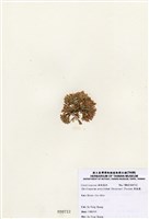 藏品(唇孢藻)的圖片